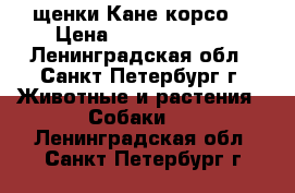 щенки Кане корсо. › Цена ­ 25000-50000 - Ленинградская обл., Санкт-Петербург г. Животные и растения » Собаки   . Ленинградская обл.,Санкт-Петербург г.